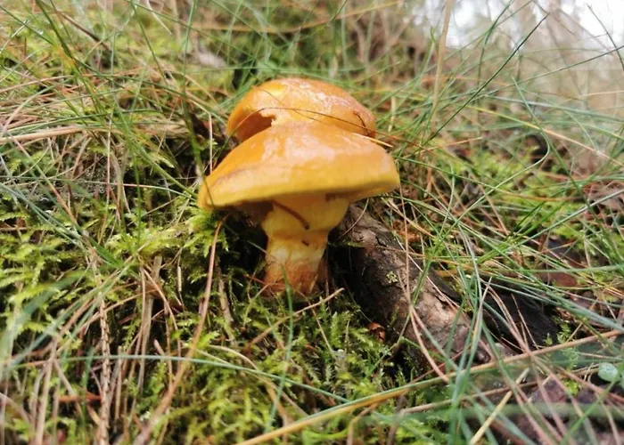 Chillout 4you 아파트